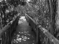 Ogród Botaniczny Lowveld Garden, las deszczowy